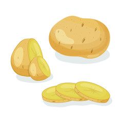 Potatoes vector illustration isolated