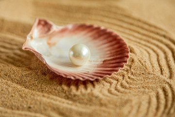shells on the sand