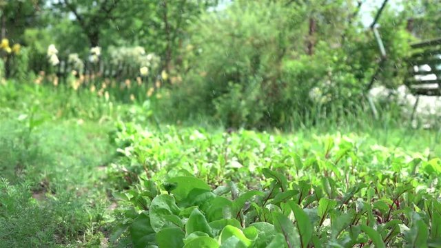 High quality video of watering vegetable garden in real 1080p slow motion 250fps
