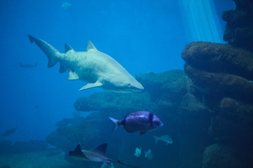 Fototapeta premium Shark on the background of coral reef and small fish.