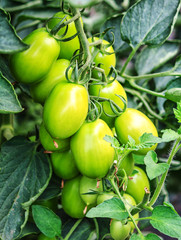 Grüne Tomaten am Strauch