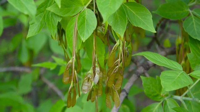 Ash Tree Flowers and fruits. Branches of fraxinus exelsior tree in the wind. Video HD Shooting of static camera.