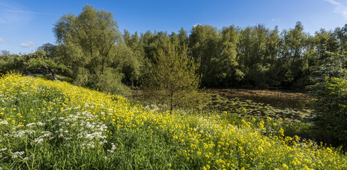 Lake Hondegat With Rapeseed