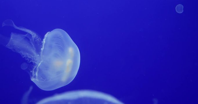 Underwater Footage with glowing medusas moving around