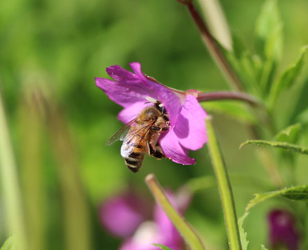 European honey bee (Apis mellifera)