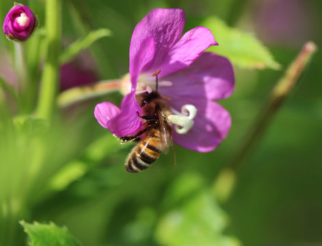 European honey bee (Apis mellifera)