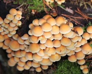 sulphur tuft