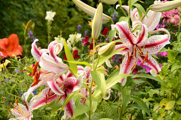 Blumen 334 © K.-U. Häßler