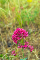 Budding, flowering and overblown red valerian plant growing in wild nature
