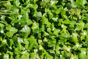 Ivy leaf textured background in sun light