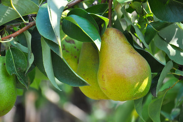Ripe green pear on the branch. Organic pears grow in orchards
