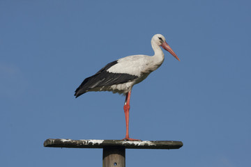 Stork.