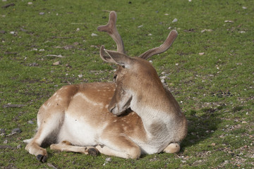 Fallow Deer