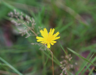 Catsear (Hypochaeris radicata)