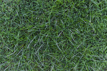 Green grass