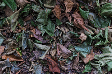 Fallen leaves