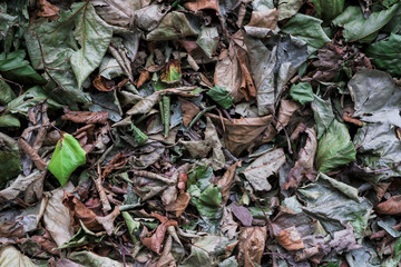 Fallen Leaves