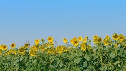 Sunflower (Helianthus annuus) field