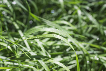 Cool wet grass