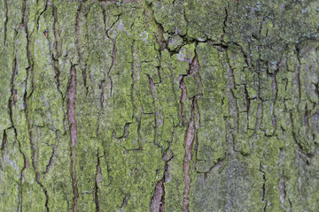 Oak tree bark texture