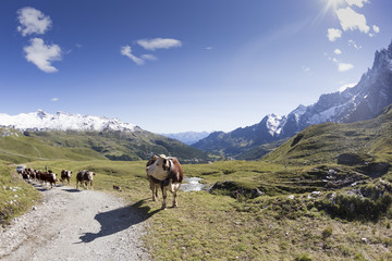 Cows walking to the alm in the alps