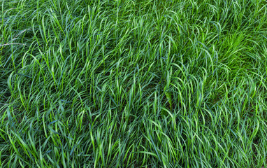 Long green grass background texture
