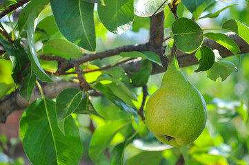 Ripe green pear on the branch. Organic pears grow in orchards
