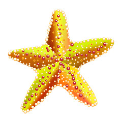illustration of a sea star on a transparent background