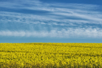 rapeseed field and the sky