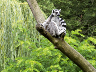 Ring-tailed Lemur, Lemur catta, on the tree