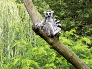 Ring-tailed Lemur, Lemur catta, on the tree