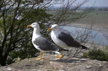 gabbiani