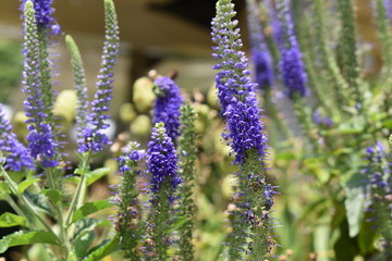 Fototapeta premium Lavender