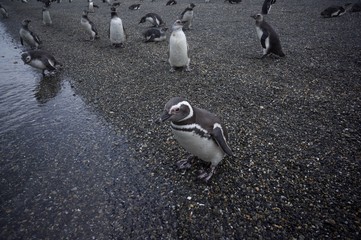 Obraz premium Penguins in Antarctica