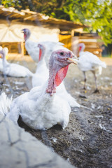 Large white turkeys behind the grid on a rural farm