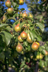 Beautiful ripe pears on a tree