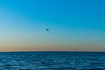 Fototapeta na wymiar Seascape after sunset with gull in sky