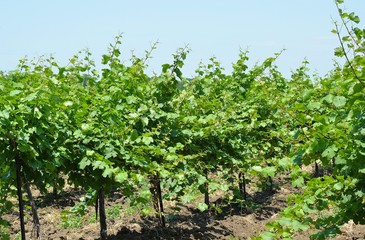 Fototapeta na wymiar Industrial cultivation of grapes in the Krasnodar Territory, Russia