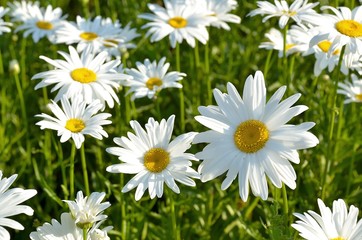 Obraz na płótnie Canvas Flowering daisies in rays of summer bright sun