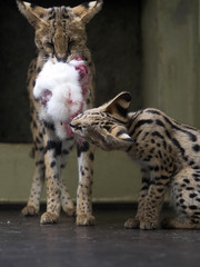 Serval, Leptailurus serval, female fed rabbit