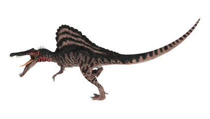 3D Rendering Dinosaur Spinosaurus on White