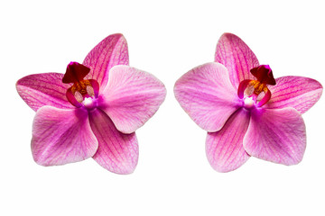 Fototapeta na wymiar Two orchids isolated on white
