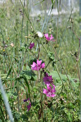 Malva selvatica