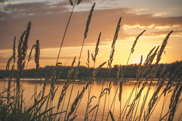Grass with spikelets on the bank of the river Oka during sunset