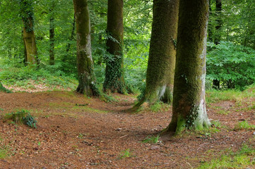 Wald von Huelgoat in der Bretagne, Frankreich - Huelgoat forest in Brittany