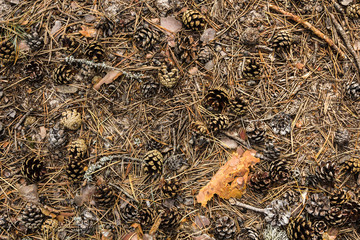 Pine cones on ground covered by needles