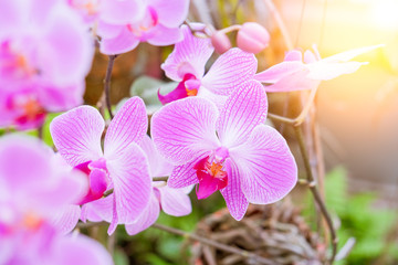 Fototapeta na wymiar Close-up of beautiful pink phalaenopsis orchid flower with natural background in the garden