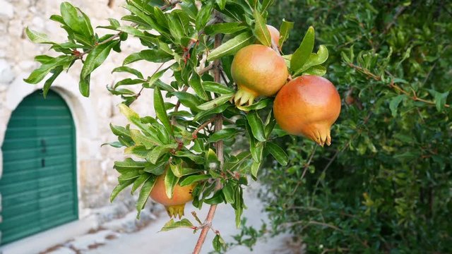 Organic pomegranate on tree in old village in Croatia motion view