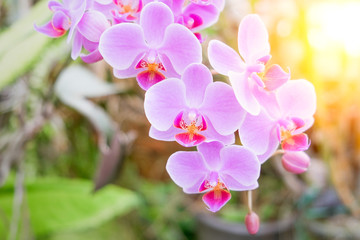 Fototapeta na wymiar Close-up of beautiful pink phalaenopsis orchid flower with natural background in the garden