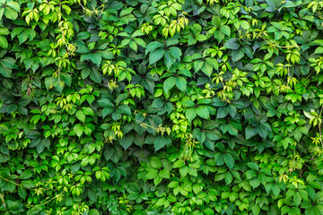 Obraz premium Background of green leaves